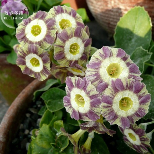 Primula Auricula Handsome Lass, professional pack, 15 Seeds TS314T