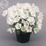 Campanula Carpatica 'White Clips' Perennial Flowers, professional pack, 50 Seeds, bonsai bellflowers TS321T