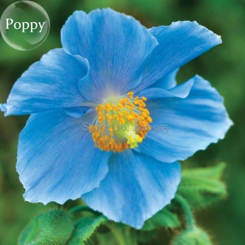 Rare Blue Corn Iceland Poppy Annual Flowers, 100 seeds, light your garden E3594