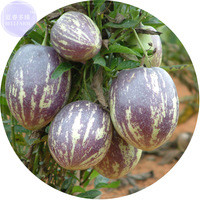 BELLFARM Solanum muricatum Aiton Ginseng Fruit 50 Seeds, Professional Pack, tasty nutritious fruits E4167