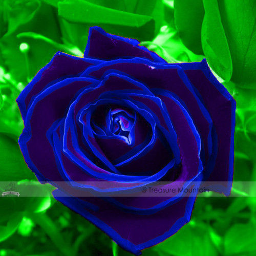 1 Professional Pack, 50 seeds / pack, Purple Blue Rose Big Flowering Plants Strong Fragrant Dazzling Garden Flower #NF410