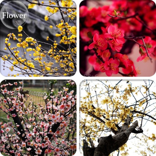 Heirloom Yellow Red Pink Wintersweet Calyx Canthus Winter Flower, 10 Seeds, chimonanthus praecox perennial fragrant flower TS211T