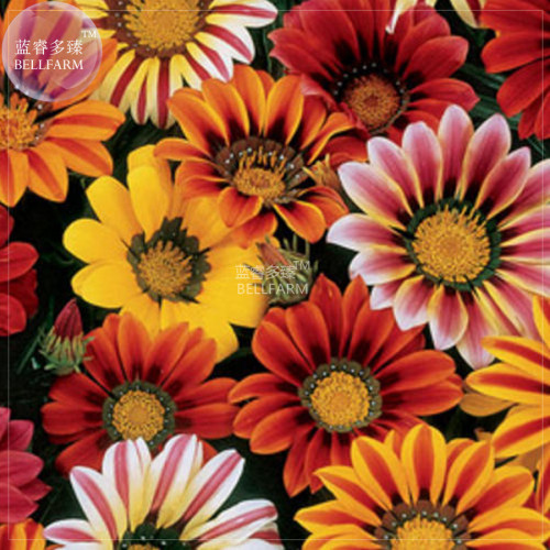 BELLFARM Gazania Mixed 9 Types of Treasure Flower Seeds, 30 seeds, professional pack, big blooms home garden coastal gazania