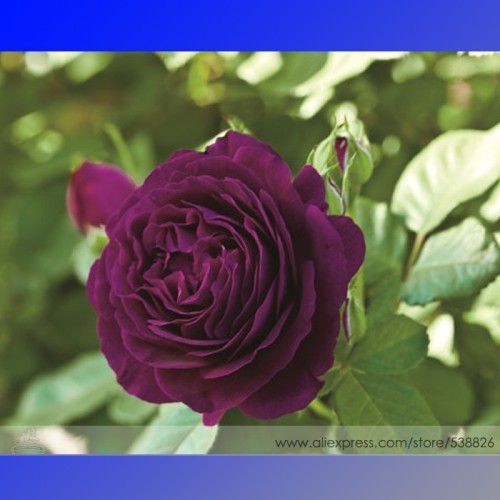 Heirloom Fresh Exotic Purple Rose Bush Flower Seeds, Professional Pack, 50 Seeds / Pack, Light Fragrant Garden Flowers #NF760