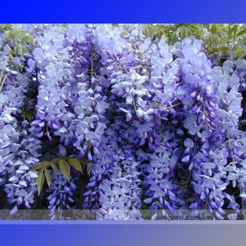 100% True Variety Blue Wisteria Strong Fragrant Flower Seeds, Professional Pack, Professional Pacl, 100 Seeds / Pack, Woody