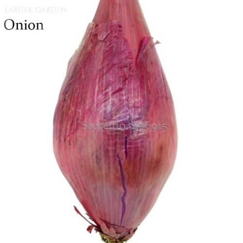 Heirloom Long Red Florence Onion Vegetables Seeds, 50 Seeds, nutrition and healthy E3650