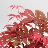 1 Professional Pack, 60 Seeds / Pack, Rare Red Chinese Maple Seeds Acer (Palmatum atropurpureum) Bonsai Seeds #NF195