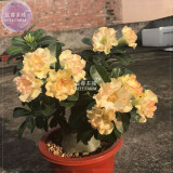 BELLFARM Golden Wavy Petals with Light Pink Edge Desert Rose Flower Seeds, 2 seeds, professional pack, 3-layer bonsai adenium