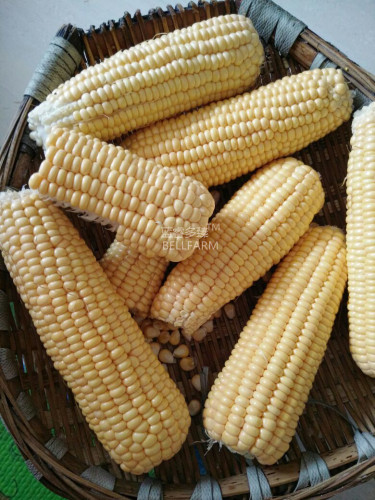 BELLFARM Corn 'Super Sweet 2008' Fruit Corn Seeds, 100 grams, original pack, new sugar corn juicy tasty sweet can be eaten raw