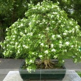 Heirloom 100% True Orange Jasmine Shrub with Fragrant White Flower Seeds, Professional Pack, 20 Seeds / Pack, Murraya Paniculata