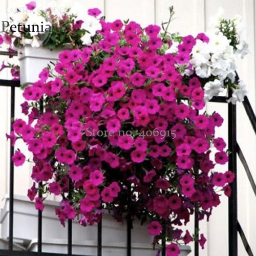 Heirloom Beautiful Rose Red Petunia Bonsai Flowers, 100 Seeds,attractive butterfly light up your garden E3622