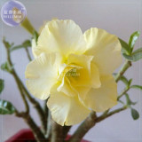BELLFARM Adenium Yellow Desert Rose Seeds, 2 seeds, professional pack, 5-layer big blooms upright flower