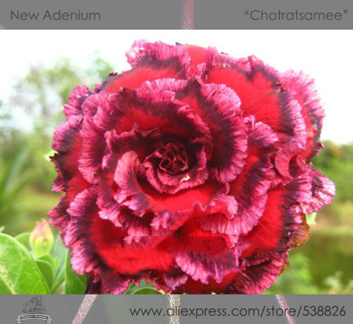 1 Professional Pack, 2 seeds / pack, Rosy Adenium Obesum 7th Heaven Desert Rose Flowers Seeds #NF287