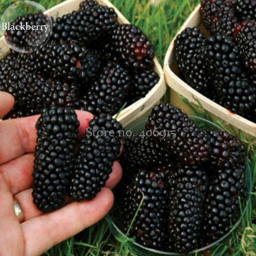 100% Natural DarK Black Mulberry, 50 Seeds, nutritious healthy delicious edible fruits E3609