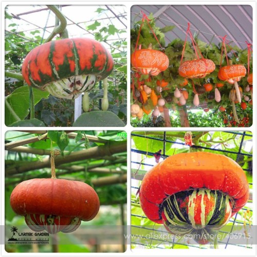 Heirloom China Happiness Ornamental Pumpkin Hybrid Seeds, Professional Pack, 10 Seeds / Pack, Very Interesting Edible E3432