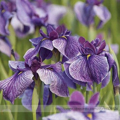Big Blooming Marginal Bog Water Plant Purple Iris Seeds, Professional Pack, 20 Seeds / Pack #TS028