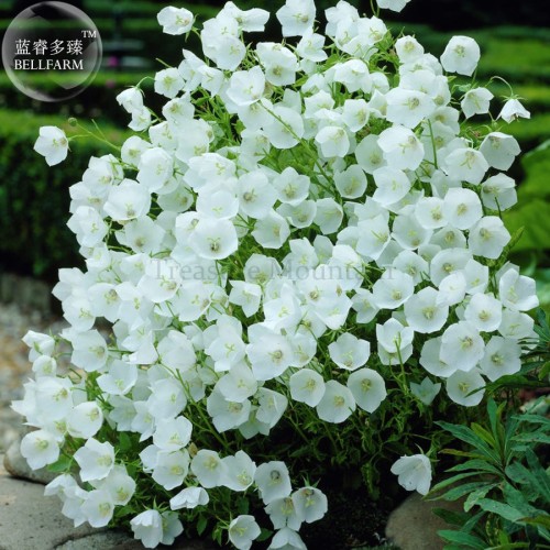 Campanula Carpatica 'White Clips' Perennial Flowers, professional pack, 50 Seeds, bonsai bellflowers TS321T