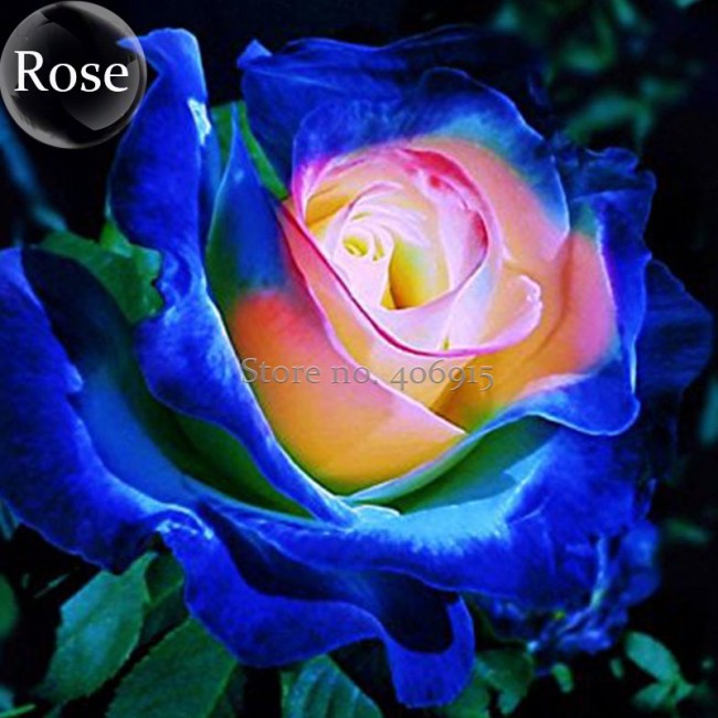 Rare Dark Blue Roses with Light Orange Heart, 50 Seeds, fragrant rose garden bonsai light up your garden E3621
