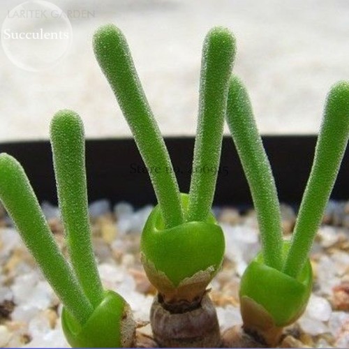 Imported Monilaria Moniliforme Green Little Rabbit Succulent Plants, 10 seeds, lovely bonsai succulent E3840
