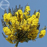 Schizolobium parahyba Yellow Jacaranda Giant Brazilian Fire Fern Tree, 2 seeds, ornamental tree E3955