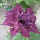 BELLFARM Morning Glory Dark Purple Flower Seeds, only one seed, professional pack, rare ipomoea nil double petals E4299