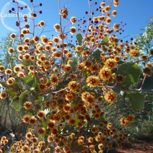 Acacia Inaequilatera Camel Bush Ornamental Plants, 2 seeds, light up your garden E3781