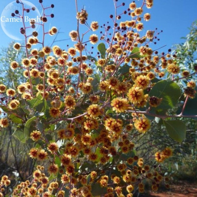 Acacia Inaequilatera Camel Bush Ornamental Plants, 2 seeds, light up your garden E3781