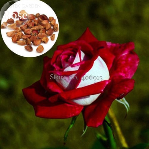New Rare Red White Rose Flower Tree, 50 Seeds, new fragrant bonsai garden plants light up your garden E3658