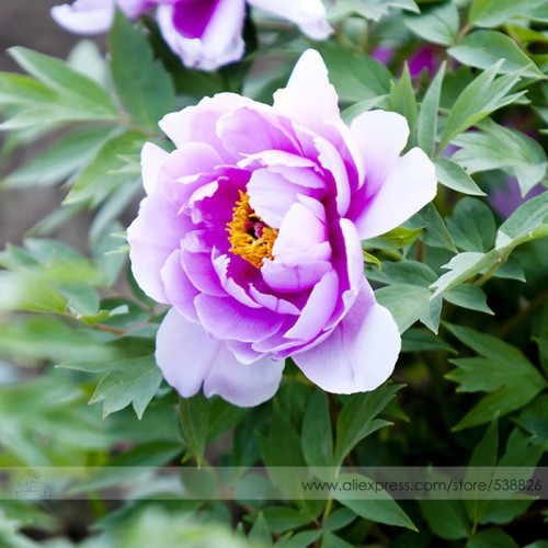 Heirloom Light Pink Purple Tree Peony Flower Seeds, Professional Pack, 5 Seeds / Pack, Light Fragrant Garden Flower #NF738