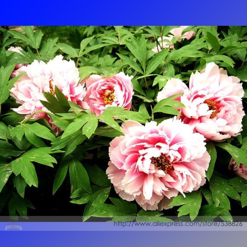 Rare 'Five Pink' Fragrant Peony Plant Flower Seeds, Professional Pack, 5 Seeds / Pack, Attracting Bees Butterflies