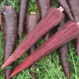 BELLFARM Carrot - Purple Sun F1 Seeds, 500 Seeds, Professional Pack, organic tasty vegetables E4183