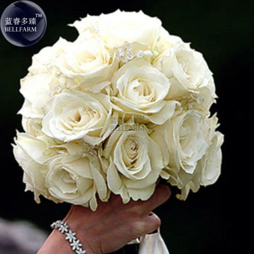 BELLFARM Rose Purely White European Flower Seeds, 50 Seeds, light fragrant flower for marry E4262