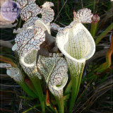BELLFARM White Nepenthes Seeds, 5 seeds, professional pack, heirloom pitcher plant