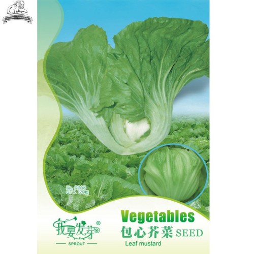 Heirloom Organic Green Leaf Mustard Brassica juncea Vegetables Seeds, Original Pack, 120 Seeds / Pack, Tasty Jie Cai Kai Choi