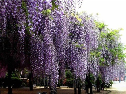 1 Professional Packs, 100 Seeds / Pack, Chinese Wisteria Purple Flowers Garden Plant Seed #E3499-1