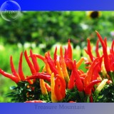 100% Genuine Capsicum Dream Sally Ornamental Pepper, 15 seeds, colorful bonsai vegetables TS239T