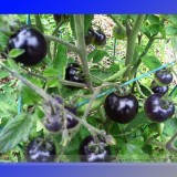 USA Organic Indigo Rose Blue Tomato Seeds, Professional Pack, 100 Seeds / Pack, NON-GMO Rare Heirloom Fruit #NF875