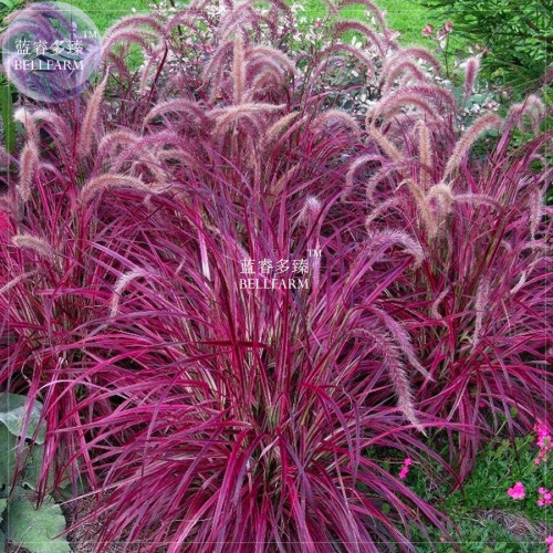 BELLFARM Pennisetum setaceum Fireworks Fountain Grass Seeds, 50 seeds, heirloom ornamental grass