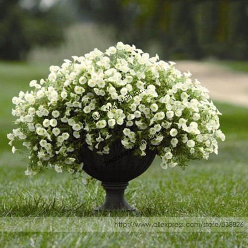 Heirloom Bonsai White Petunia Flower Seeds, Professional Pack, 100 Seeds / Pack, Light Up Your Garden #TS032