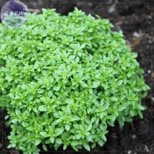 BELLFARM Heirloom Spicy Globe Basil Seeds, 20 Seeds, a globe, which makes it ideal for growing in pots or in borders E4238