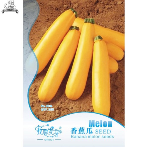 Heirloom New Cassabanana Sicana Odorifera Seeds, Original Pack, 10 Seeds / Pack, Yellow Casbanan Musk Cucumber