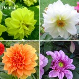 Mixed 8 Types of Dahlia Perennial Flowers, 50 Seeds, strong fragrant garden flowers E3675