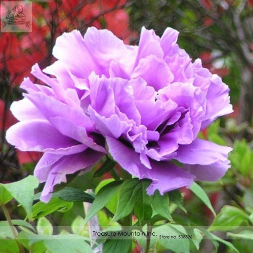 Heirloom 'Xin Shou' Light Purple Peony Plant Flower Seeds, Professional Pack, 5 Seeds / Pack, Light Fragrant TS113