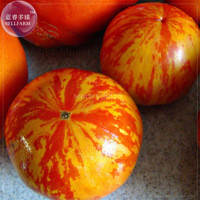Heirloom Red Zebra Tomato with Golden Stripe Organic Seeds, 100 seeds, professional pack, Non-GMO tasty juicy fruits TS371T