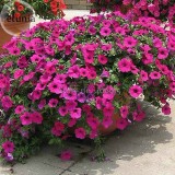 Heirloom Beautiful Rose Red Petunia Bonsai Flowers, 100 Seeds,attractive butterfly light up your garden E3622