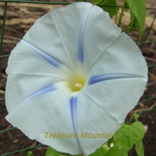 1 Professional Pack, 50 seeds / pack, Light Blue Morning Glory Seeds Ipomoea Tricolor Blue Star Very Easy to Grow #NF218