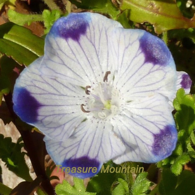 1 Professional Pack, 50 seeds / pack, Five Spot Nemophila maculata Eye-Catching Ground Cover #NF229
