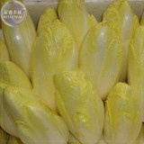 BELLFARM Belgium Endive Chicory Seeds, 20 Seeds, Professional Pack, organic witloof gourmet salad vegetables BD074H