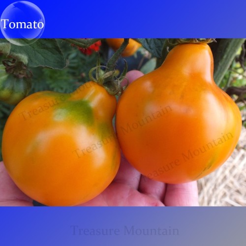 Imported Rare Lamp-shaped Russian Heirloom Big Orange Tomato Organic Seeds, Al Pack, 100 Seeds+
