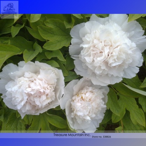 Rare 'White King' Double Corrugated Peony Flower Seeds, Al Pack, 5 Seeds+